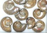Lot: kg Iridescent, Red Flash Ammonites (-) - Pieces #82479-1